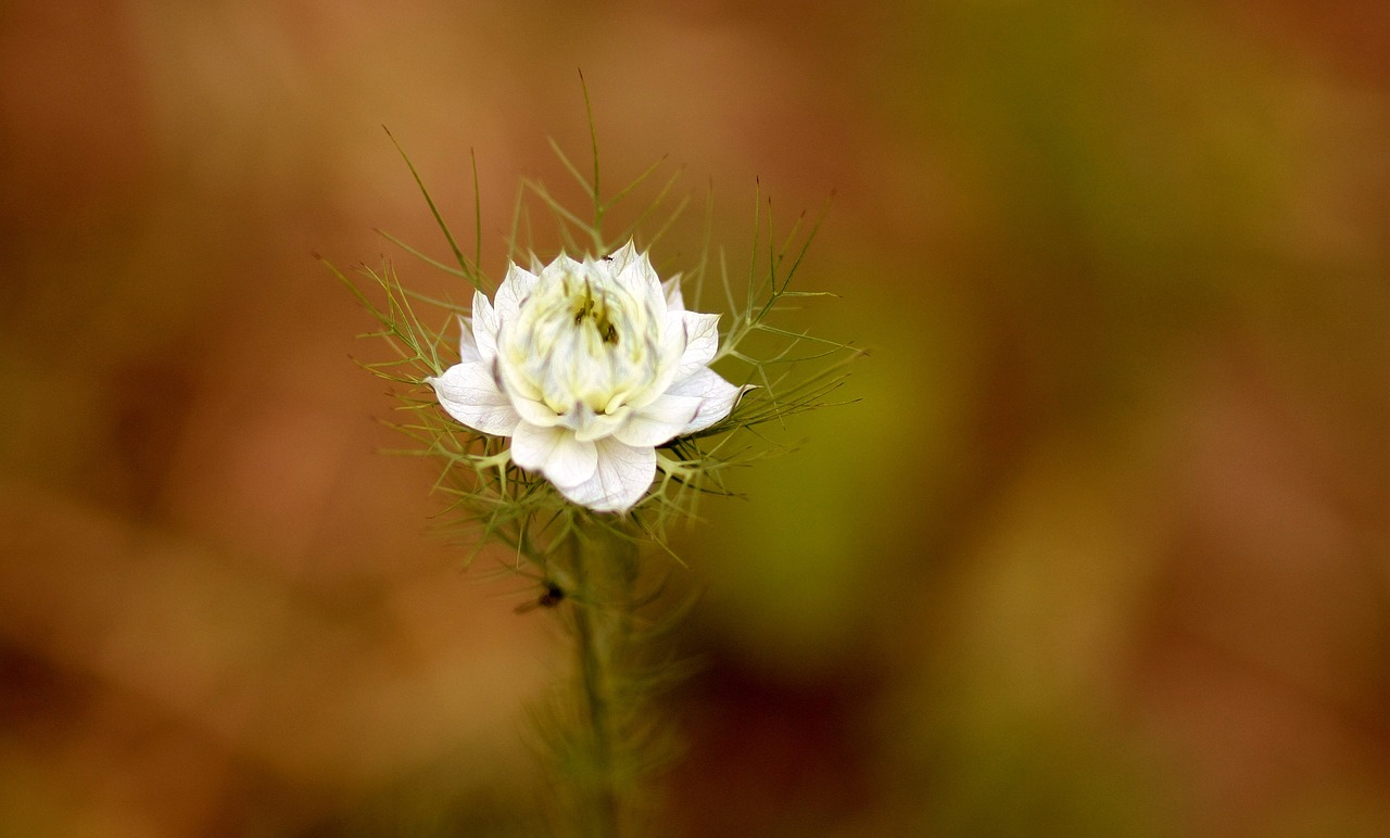 cornflower flower white free photo