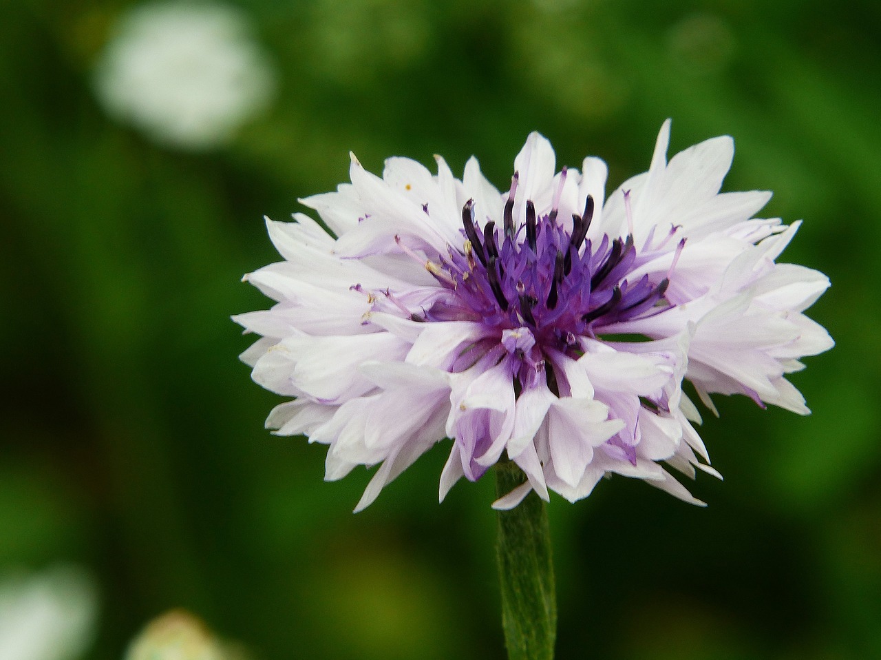 cornflower flower meadow mutation free photo