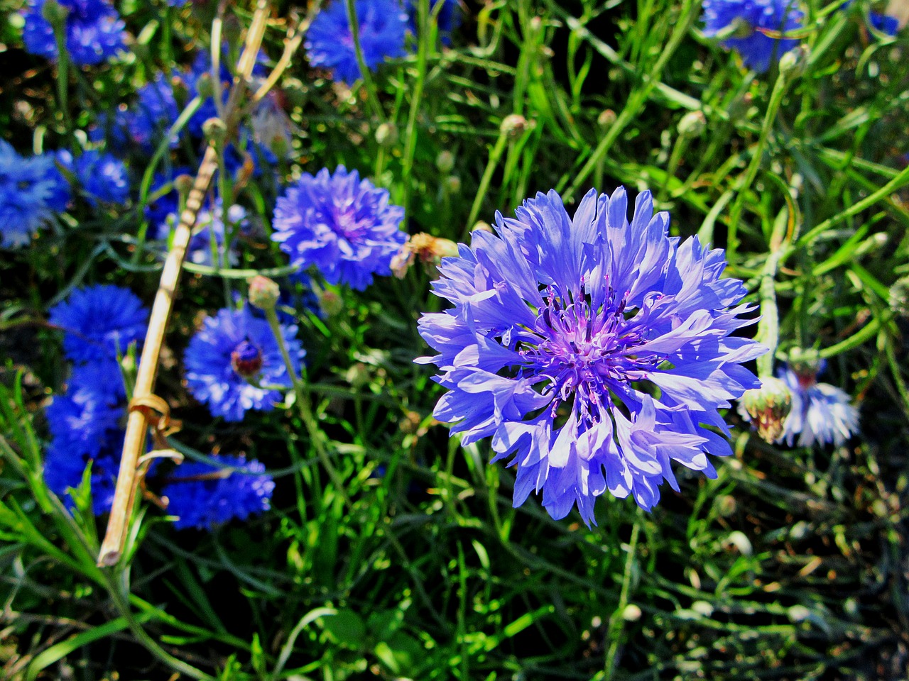 cornflower blue flower cornflowers free photo