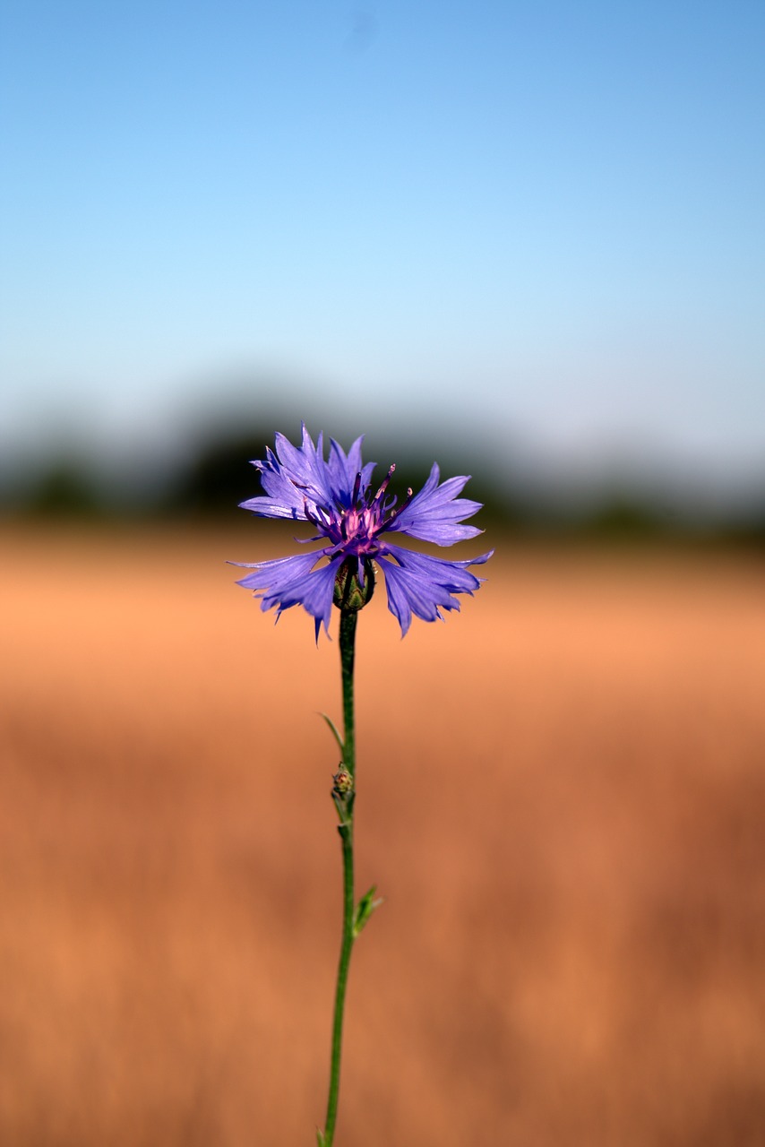 cornflower flower blue free photo