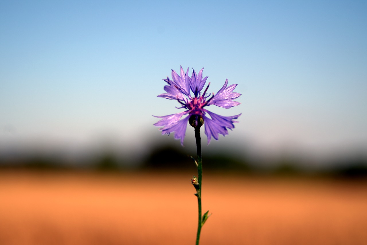 cornflower flower blue free photo