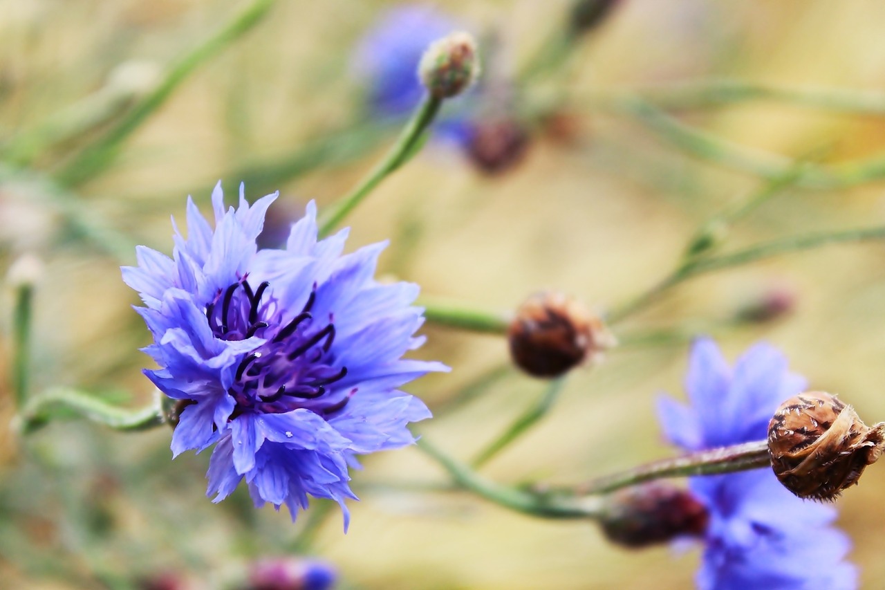 cornflower flower blue free photo