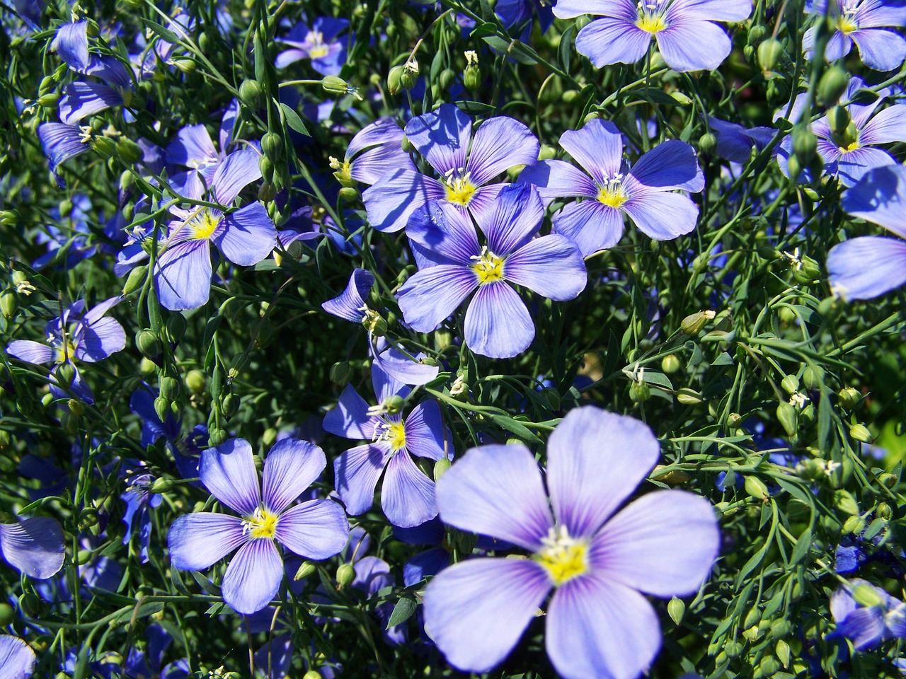 cornflower light blue garden free photo