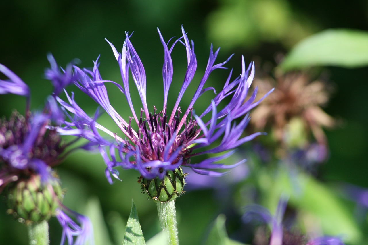 cornflower flower purple free photo