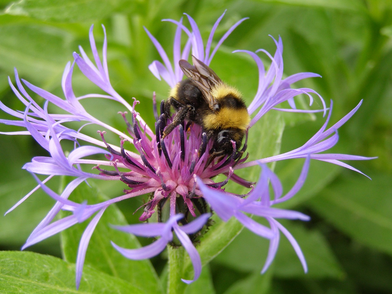 cornflower close hummel free photo