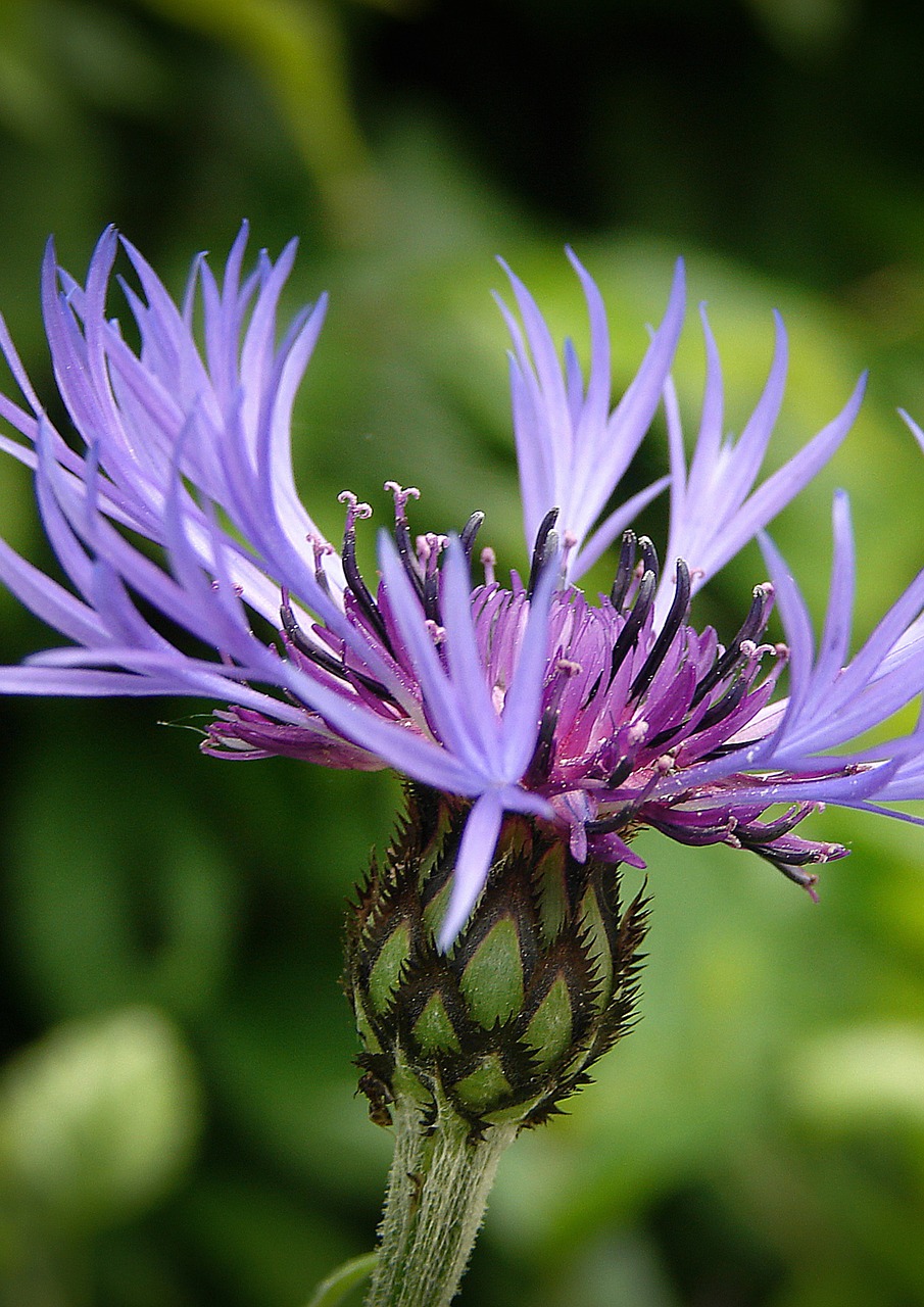 cornflower flower blue free photo