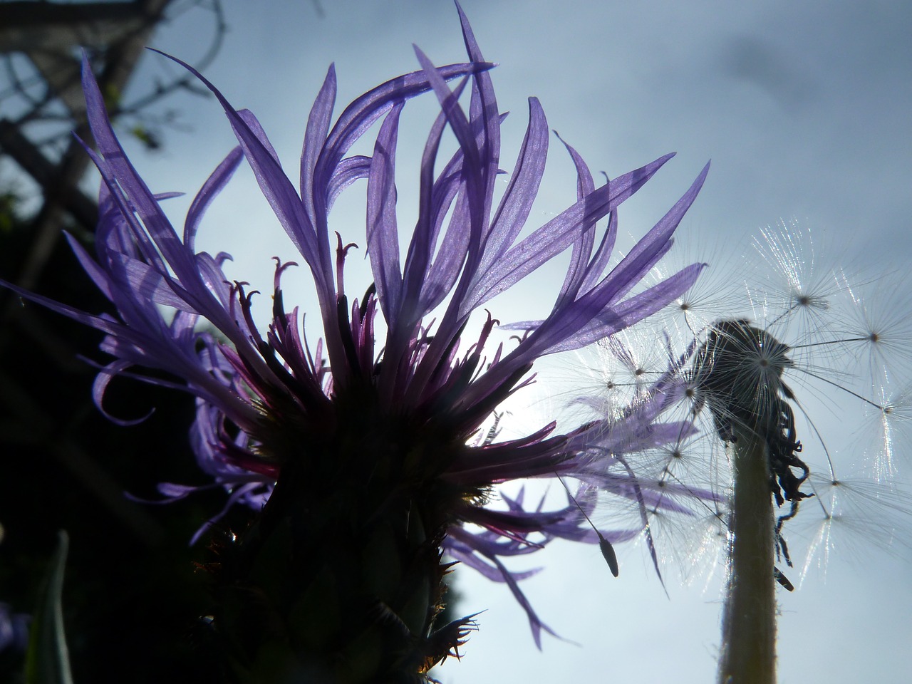 cornflower blue nature free photo