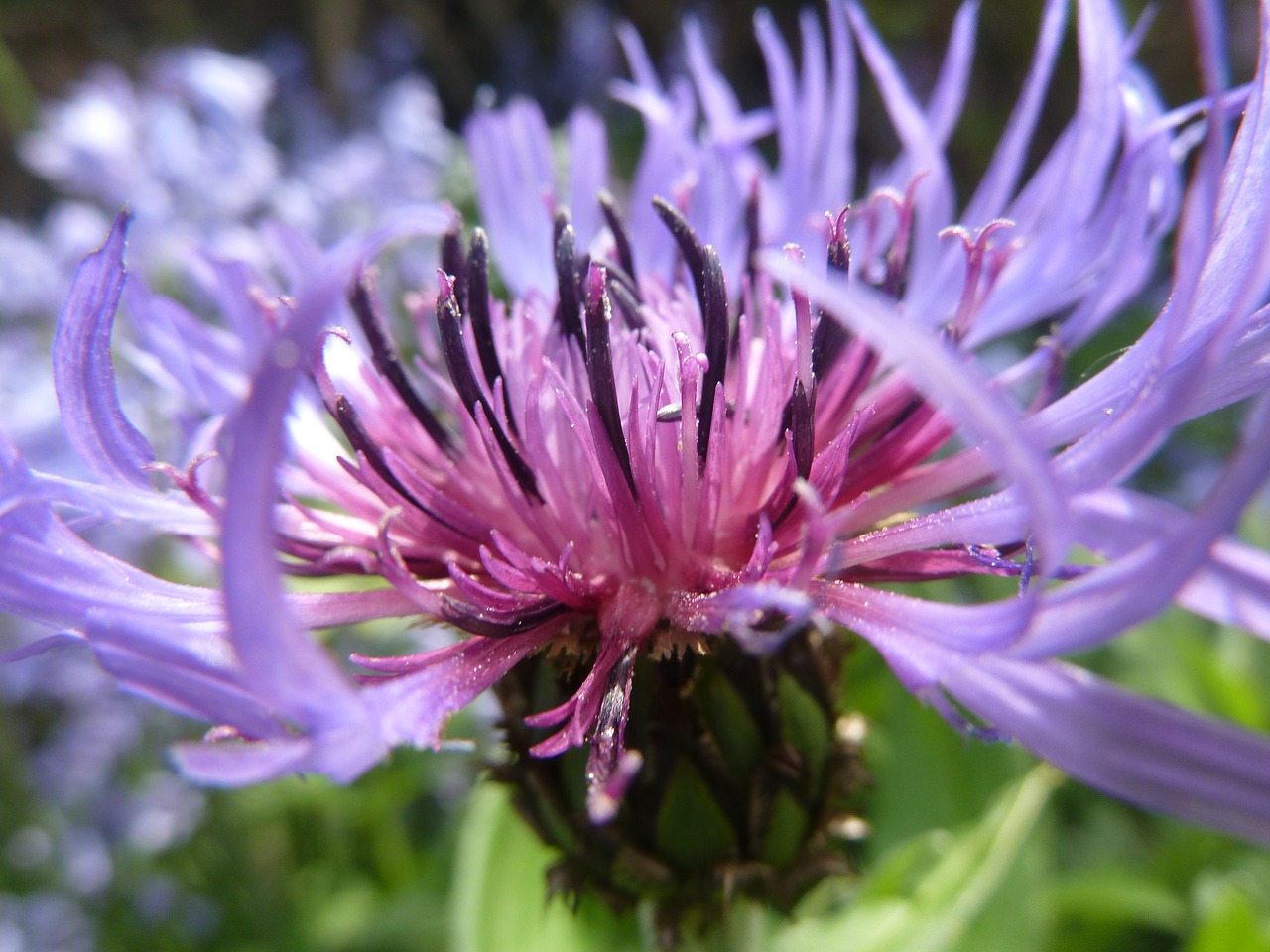 cornflower blue blossom free photo