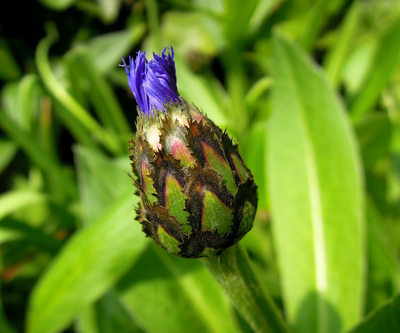 cornflower flower buds flower free photo