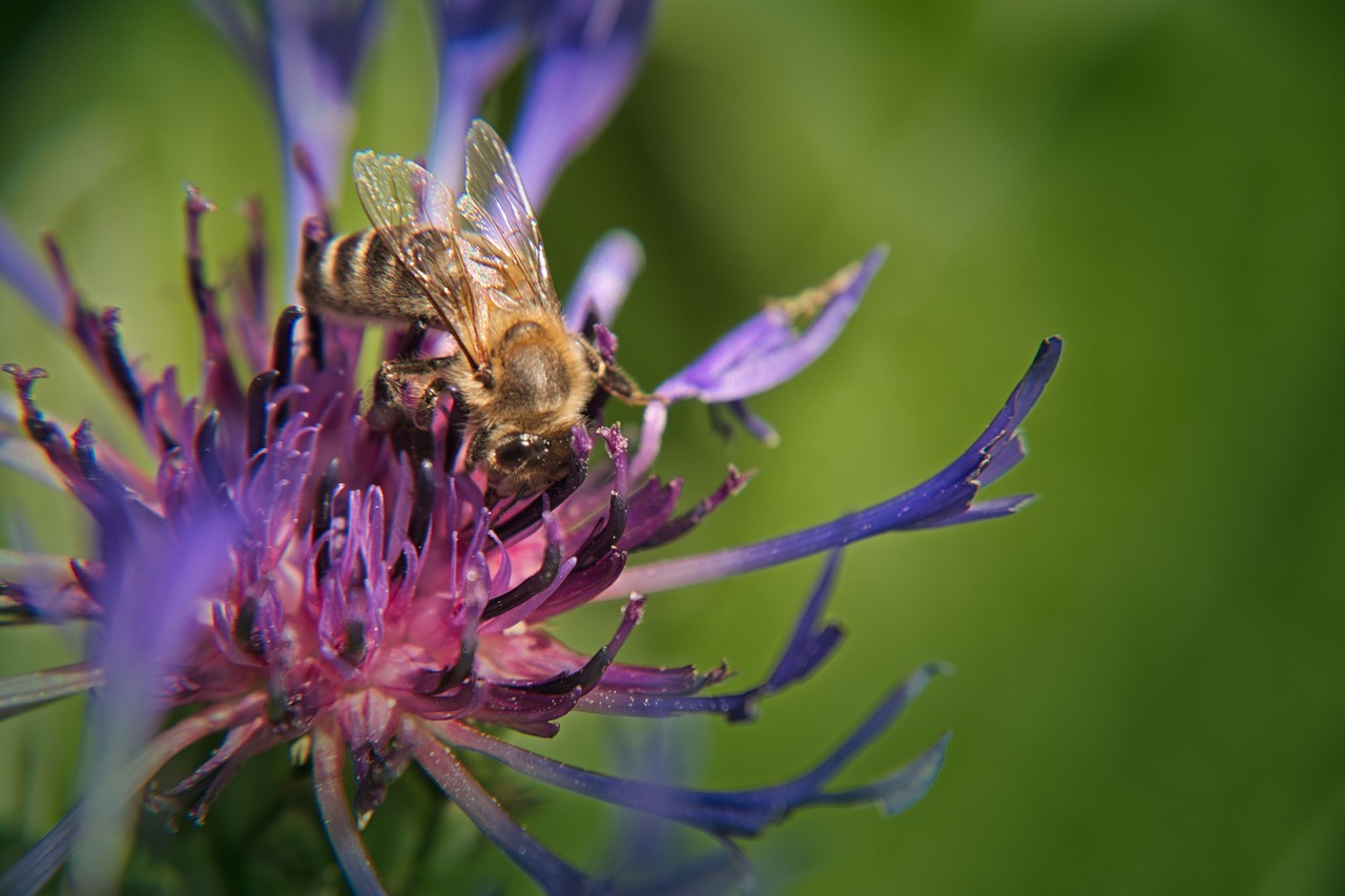 cornflower bee flower free photo