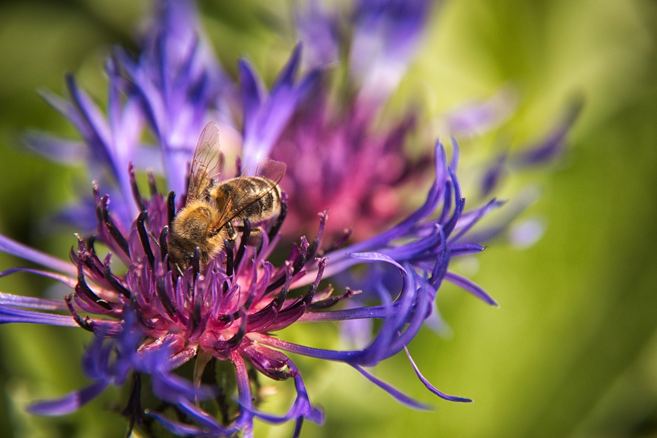 cornflower bee flower free photo