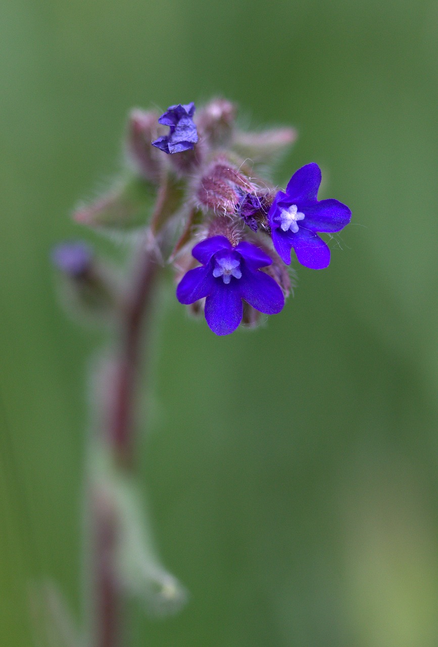 cornflower camp flower free photo