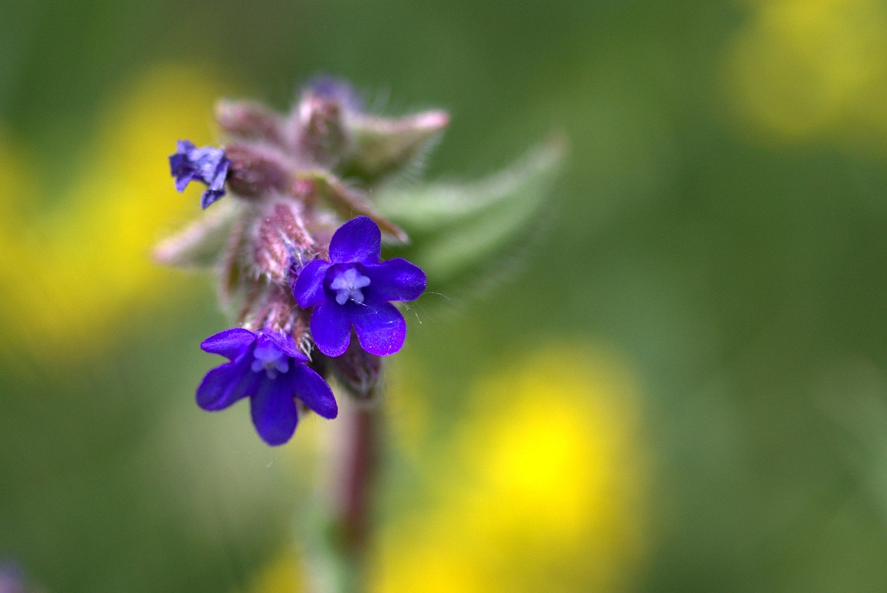 cornflower camp flower free photo