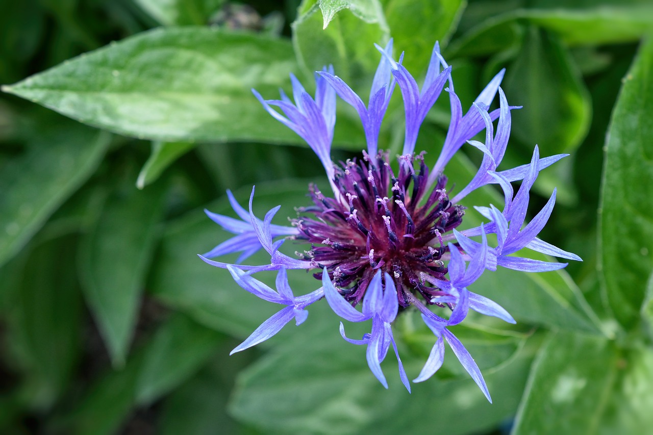 cornflower blue garden free photo