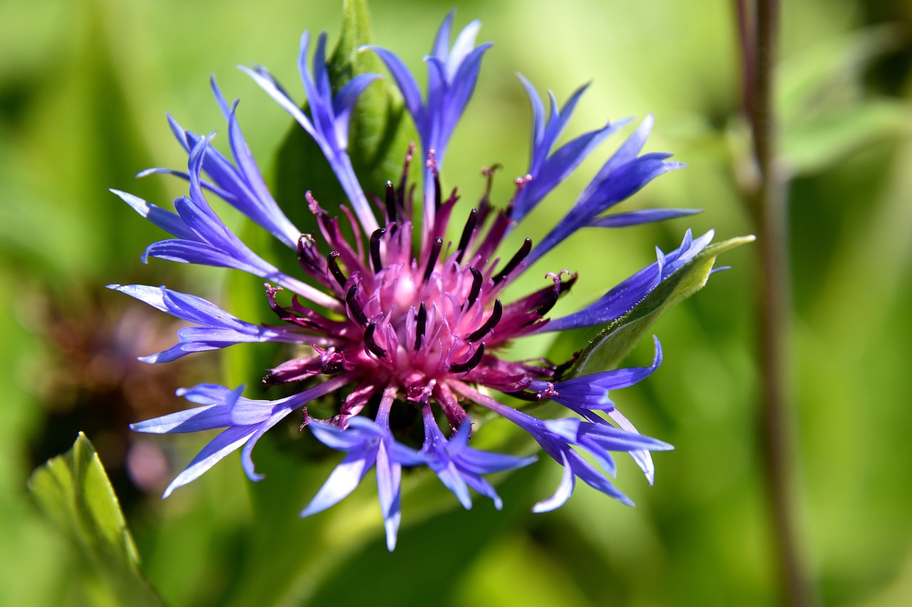 cornflower blossom bloom free photo