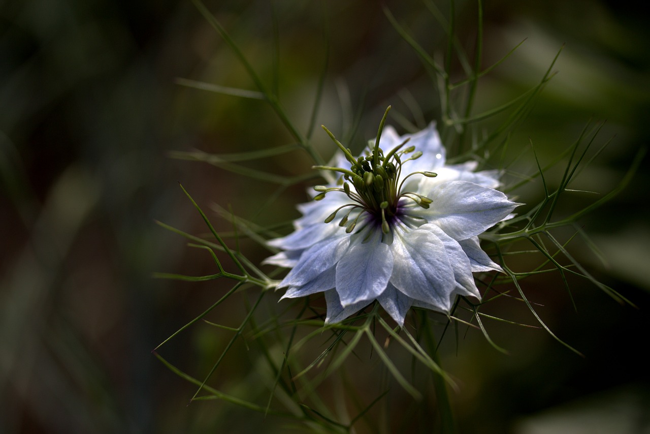 cornflower flower blue free photo