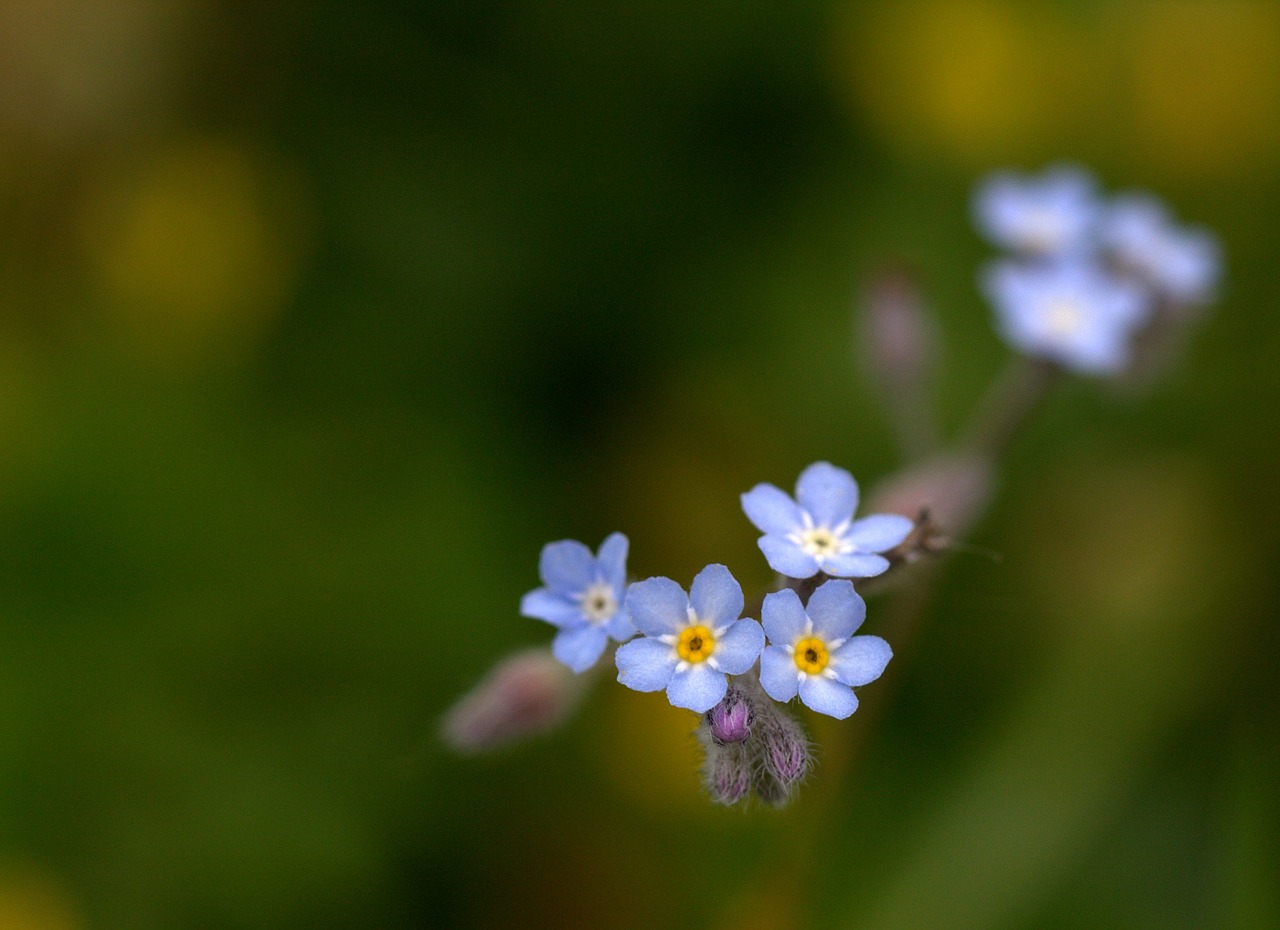 cornflower flower blue free photo