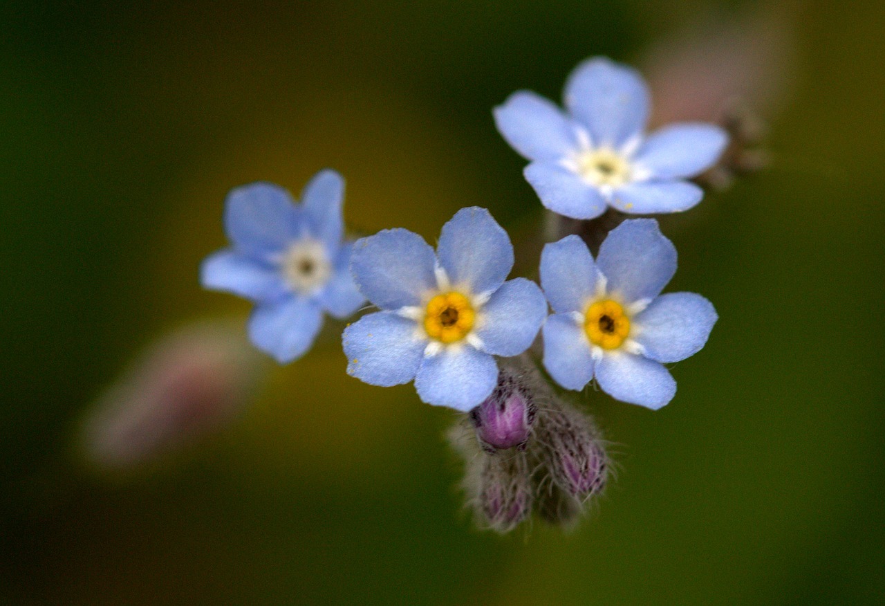 cornflower flower blue free photo