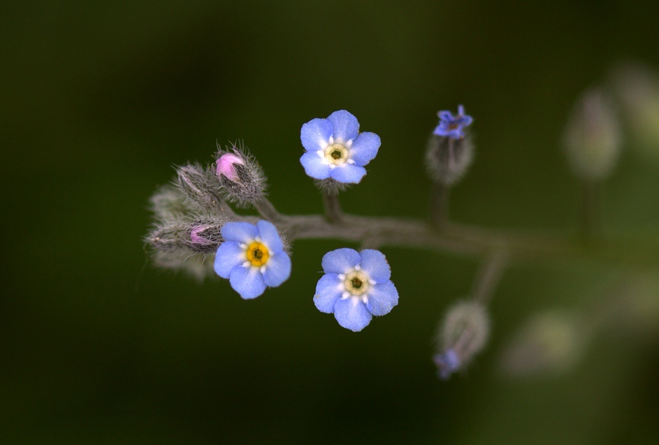 cornflower flower blue free photo