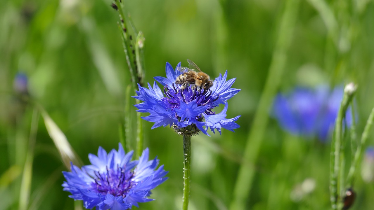 cornflower blossom bloom free photo