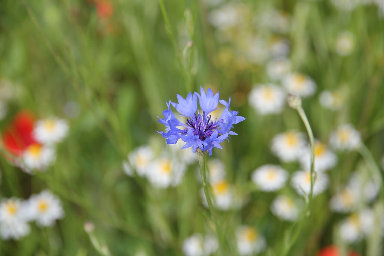 cornflower pointed flower flower meadow free photo