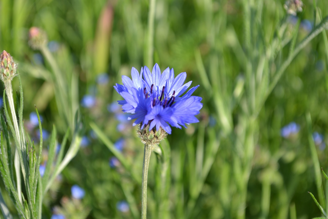cornflower meadow blue free photo