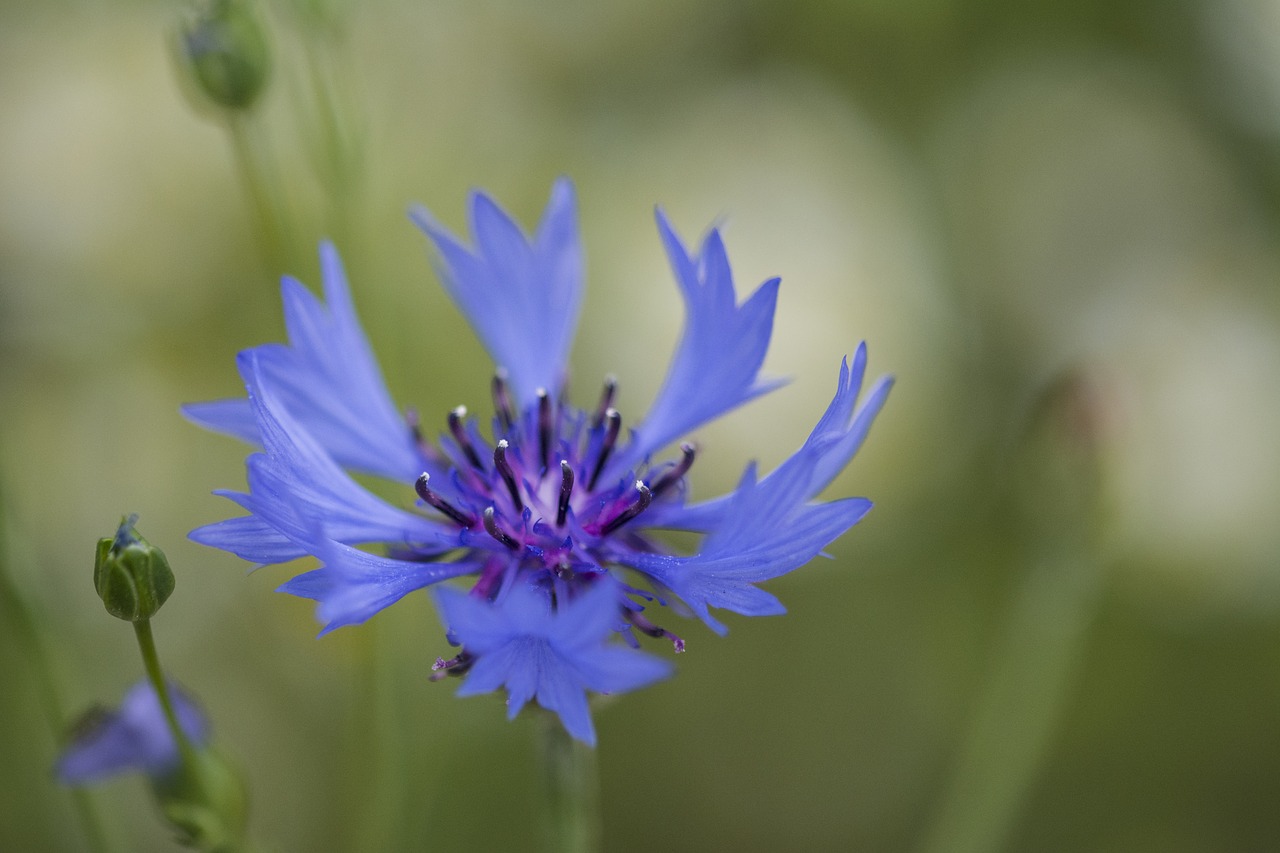 cornflower blue cornflowers free photo