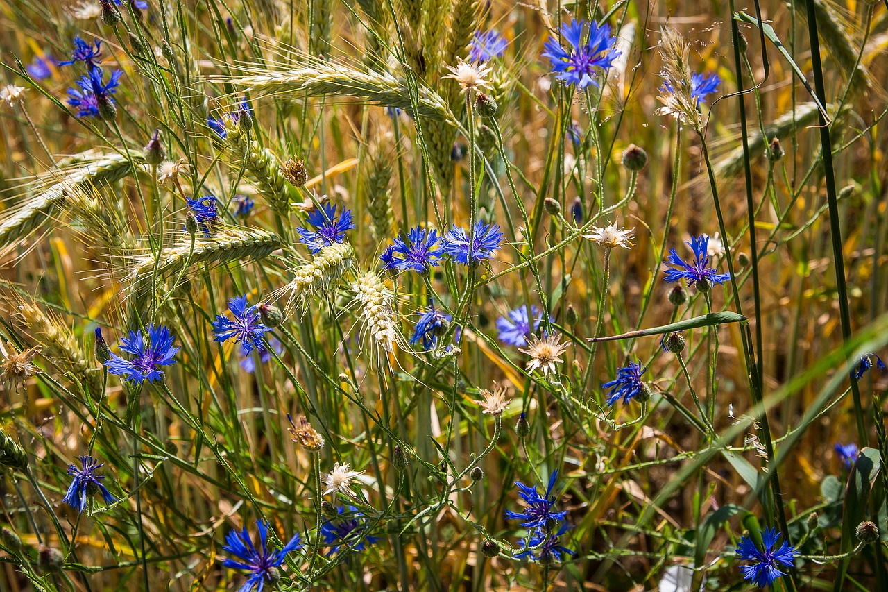 cornflower grain cereals free photo