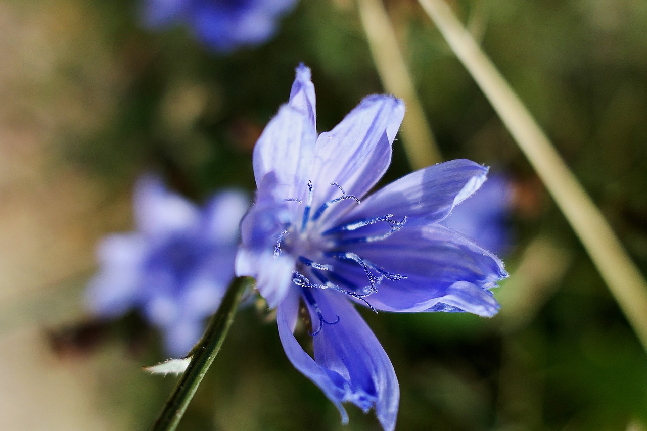 cornflower blue summer free photo