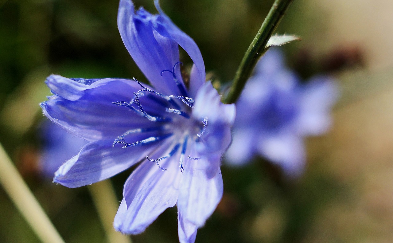 cornflower blue summer free photo