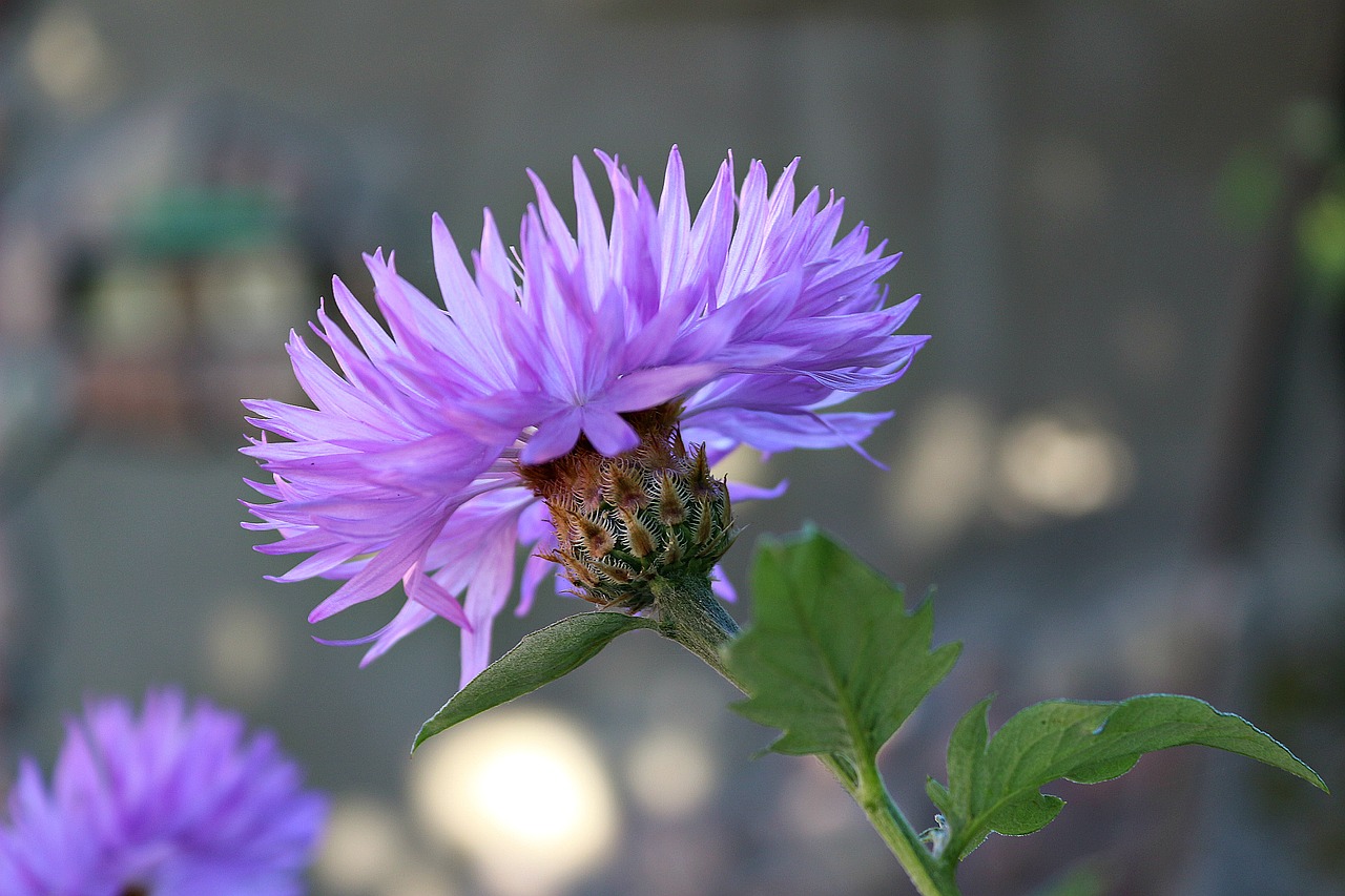 cornflower flower nature free photo