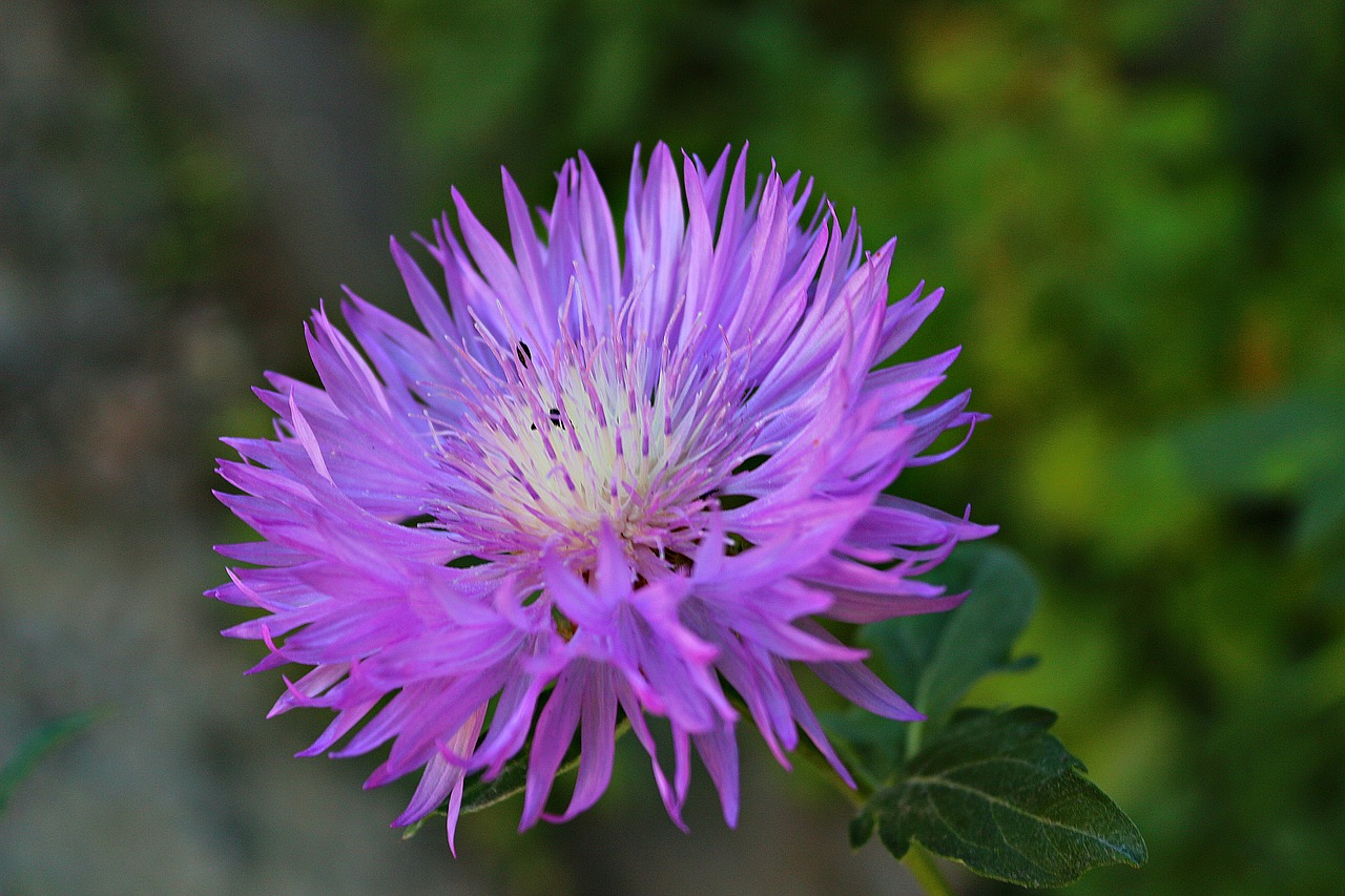 cornflower flower nature free photo