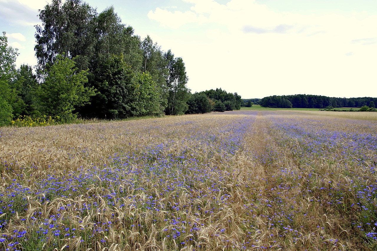 cornflower bluebottle field free photo