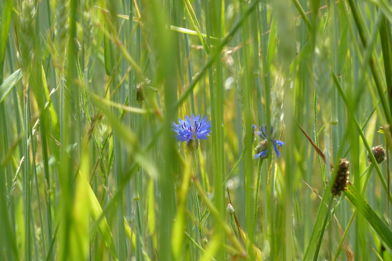 cornflower field flower flower free photo