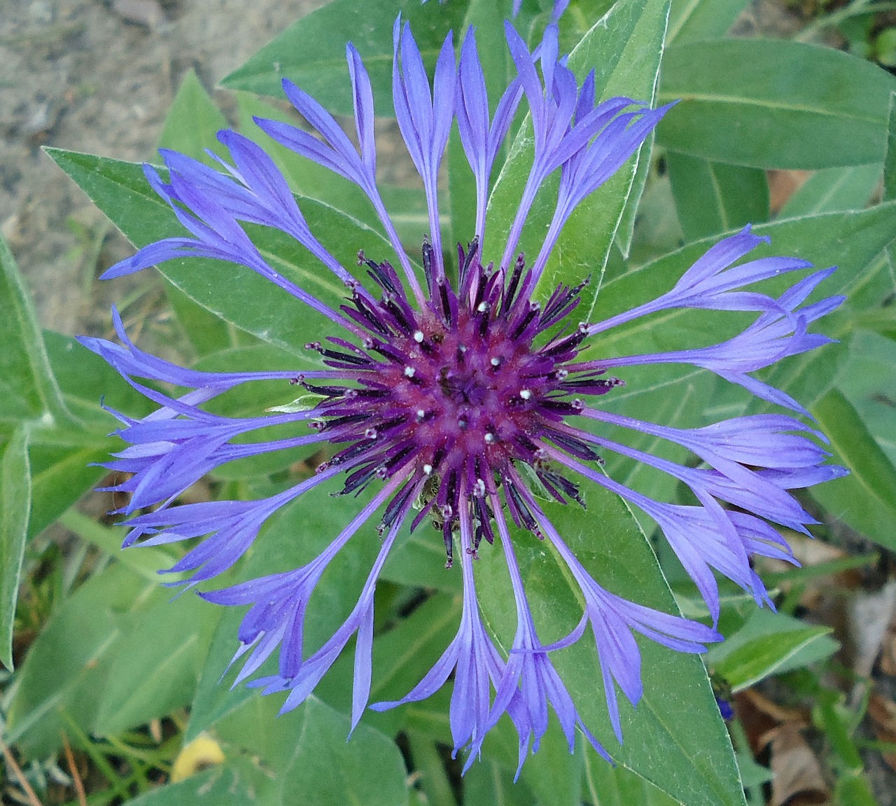 cornflower blue flower free photo