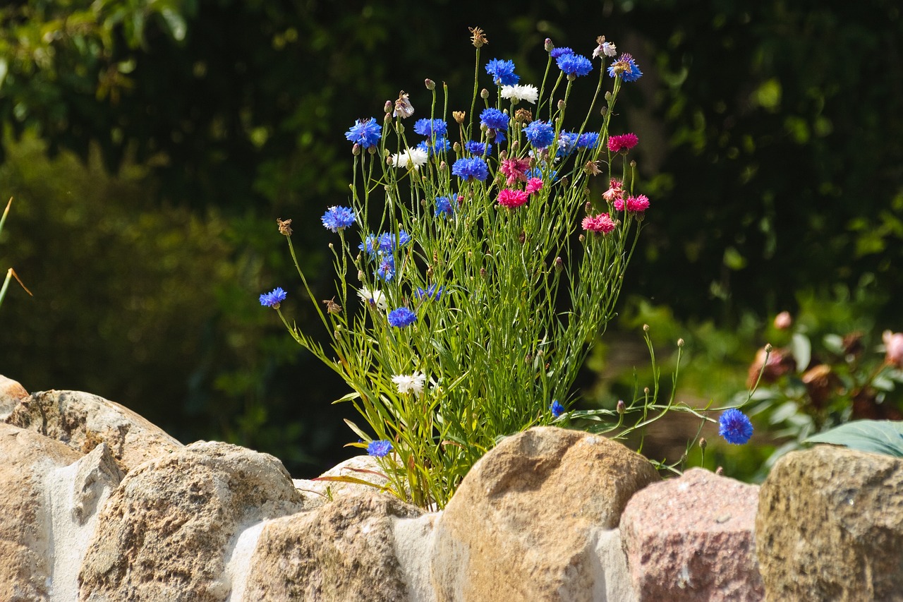 cornflower centaurea cyanus blue free photo