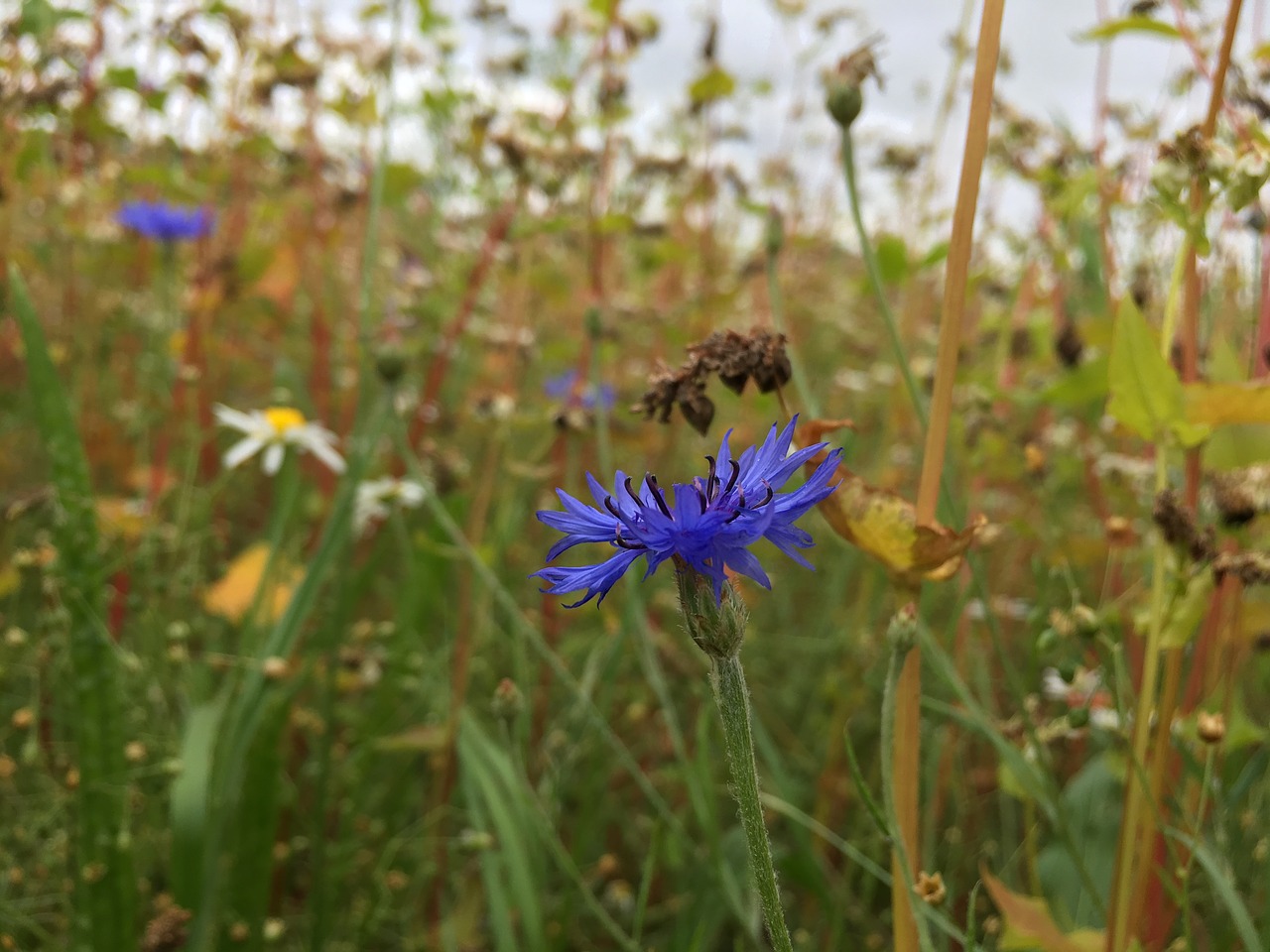 Download free photo of Cornflower,field,blue,summer,cornfield - from ...