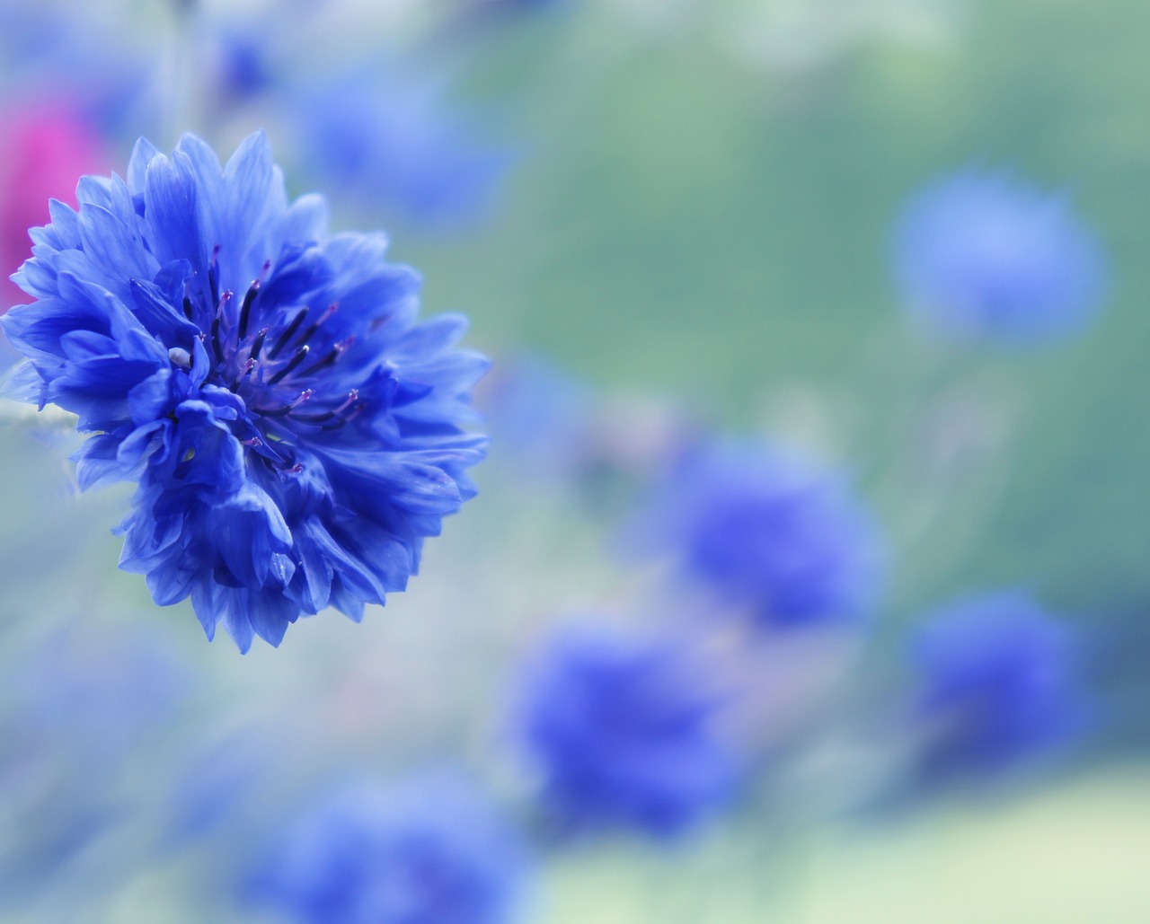 cornflower garden floral free photo