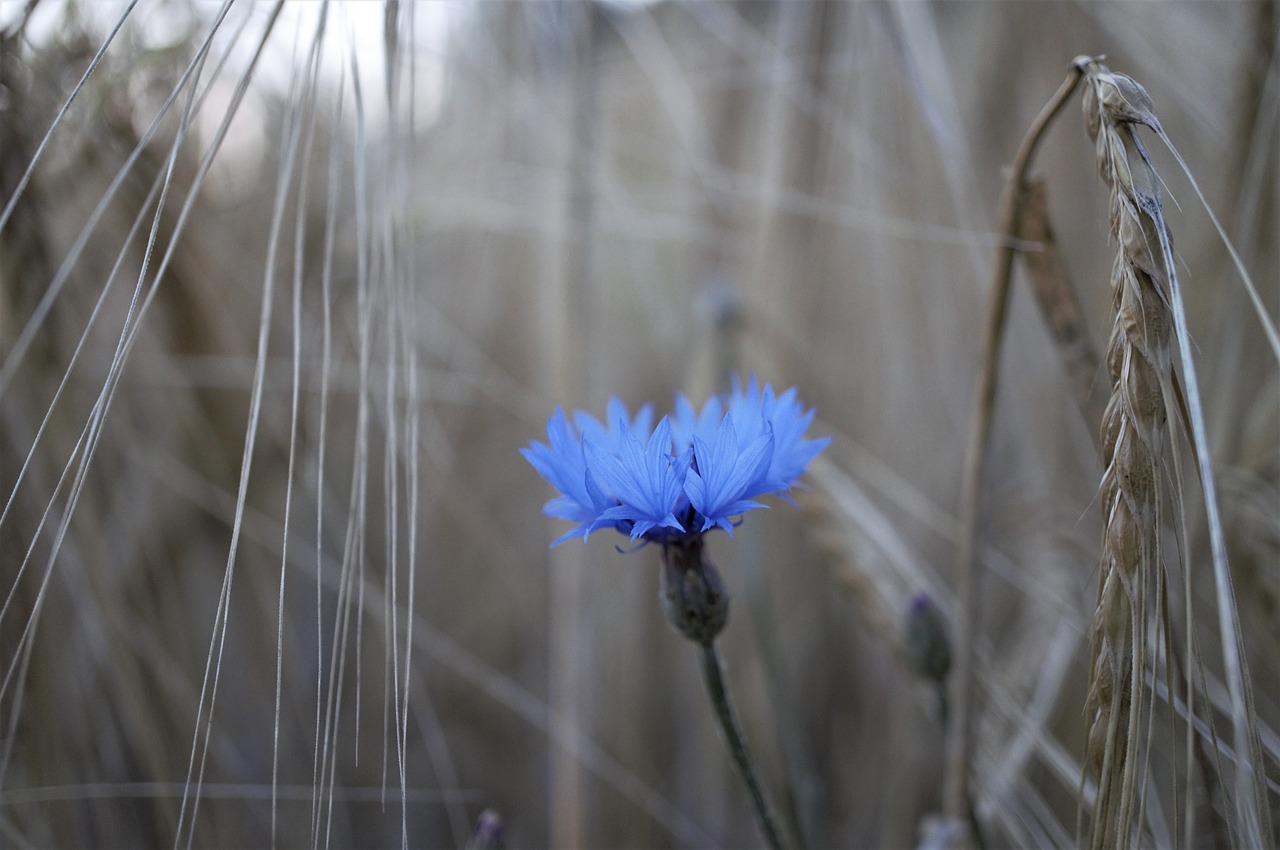 cornflower flower nature free photo