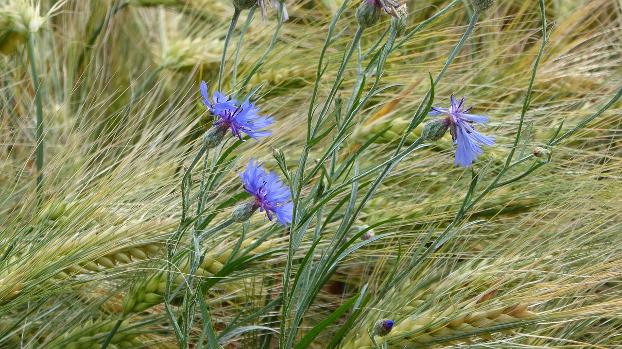 cornflower cereals field free photo