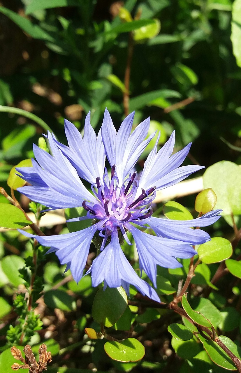 cornflower blue blossom free photo