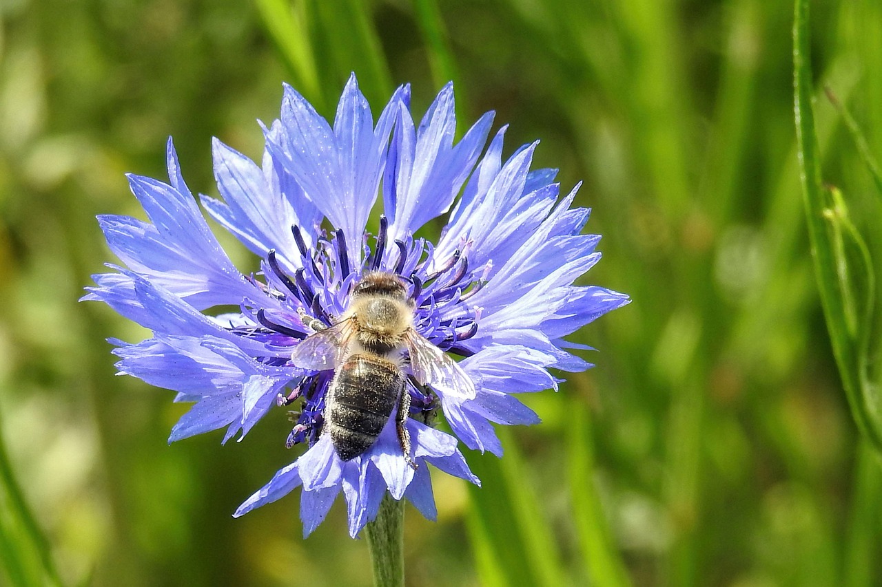 cornflower bee nature free photo