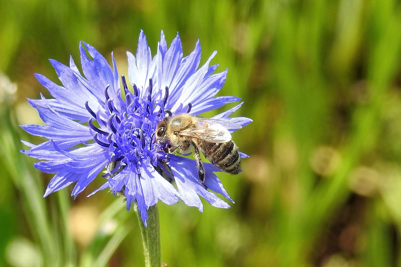 cornflower bee nature free photo