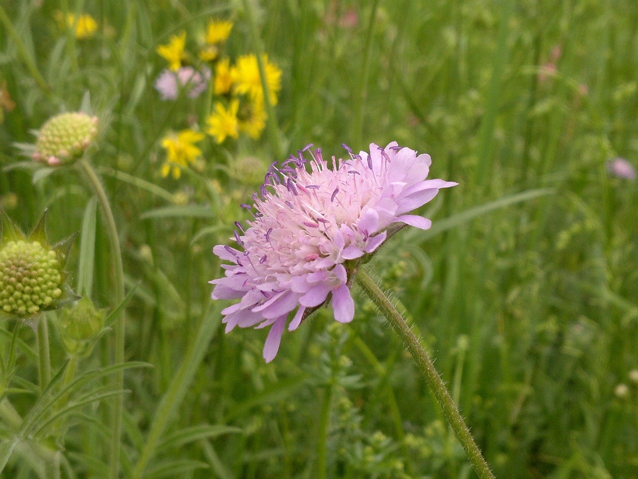 cornflower flower summer free photo