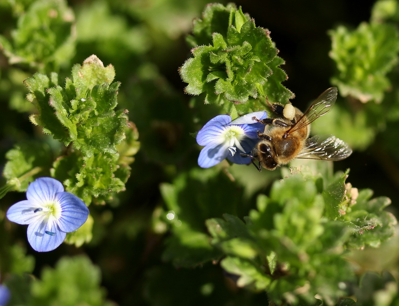 cornflower bee flower free photo