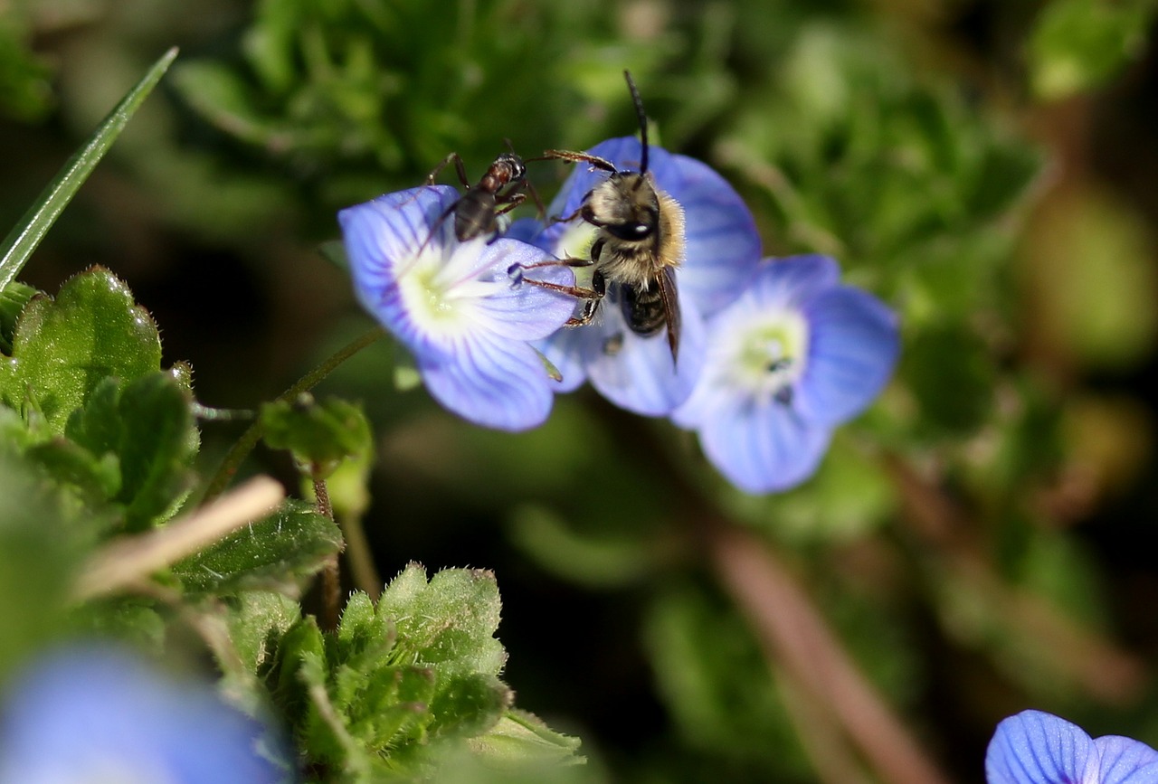 cornflower bee insecta free photo