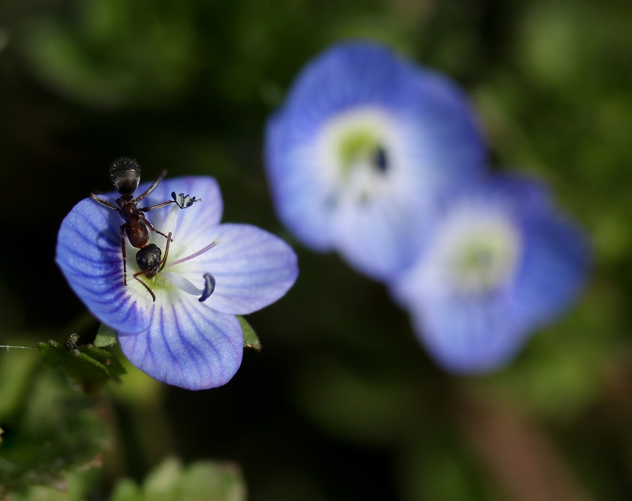 cornflower ant insecta free photo