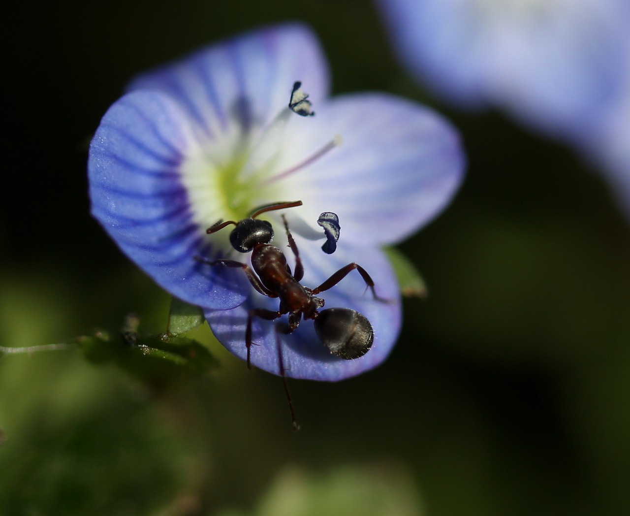 cornflower ant insecta free photo