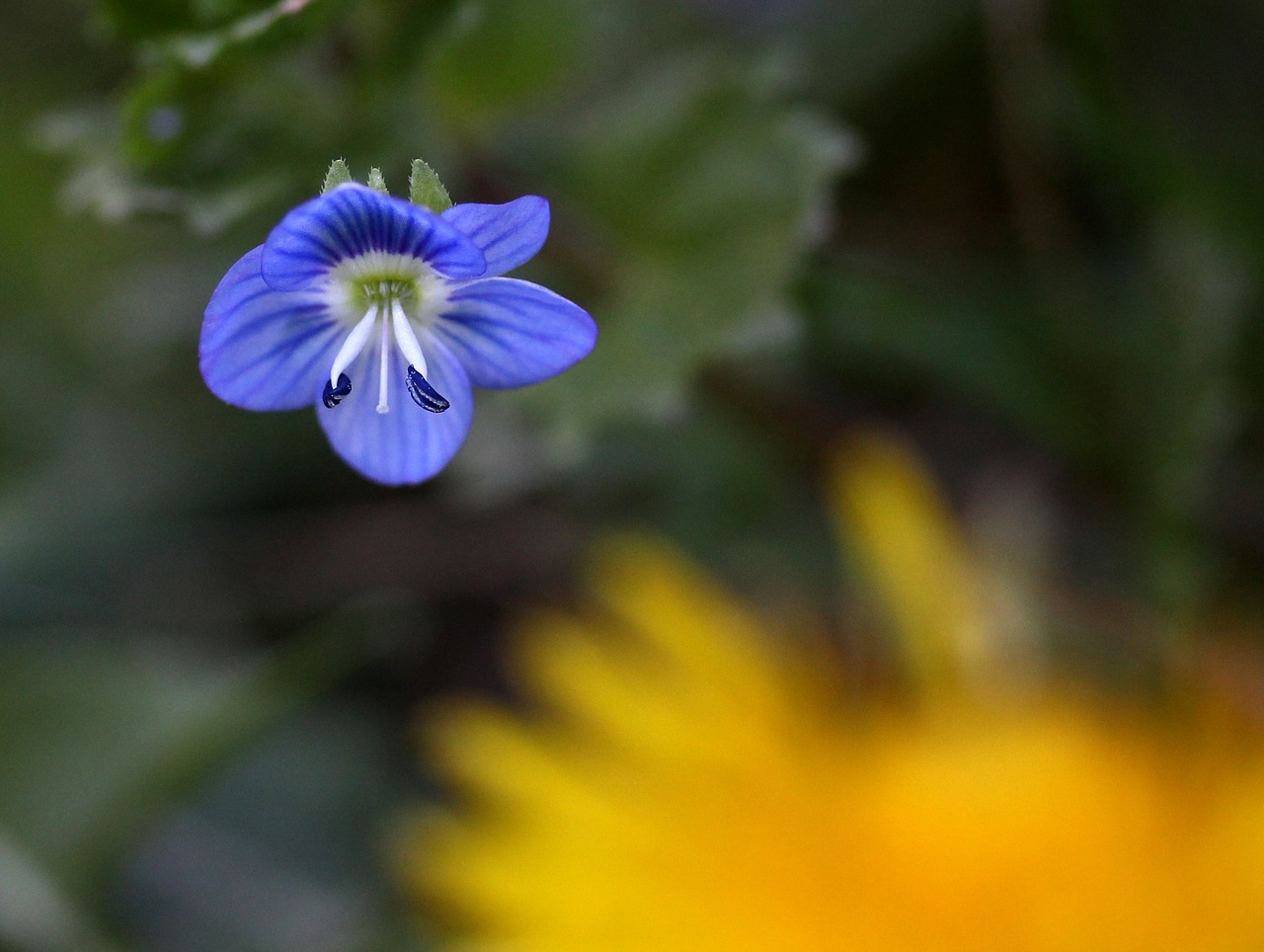 cornflower  flower  small free photo