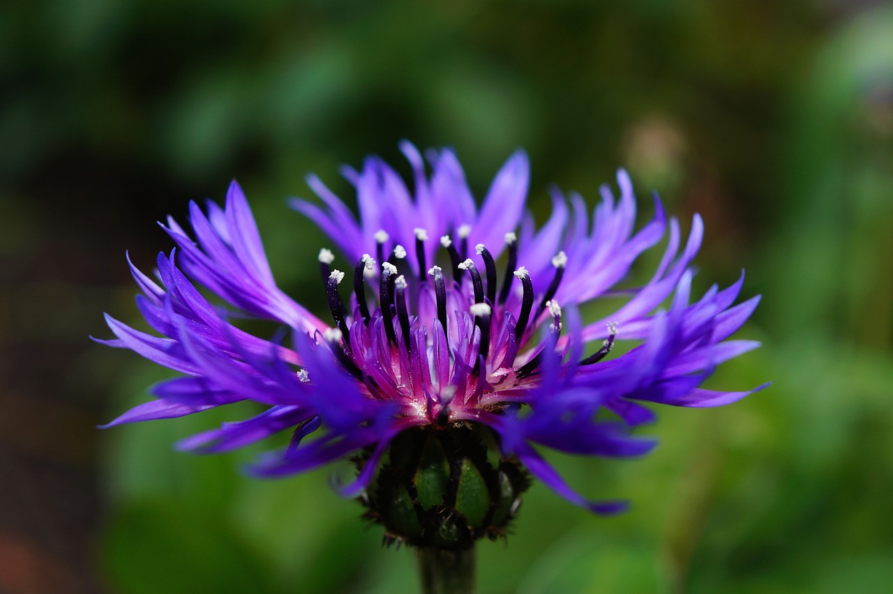 cornflower centaurea cyanus blossomed free photo